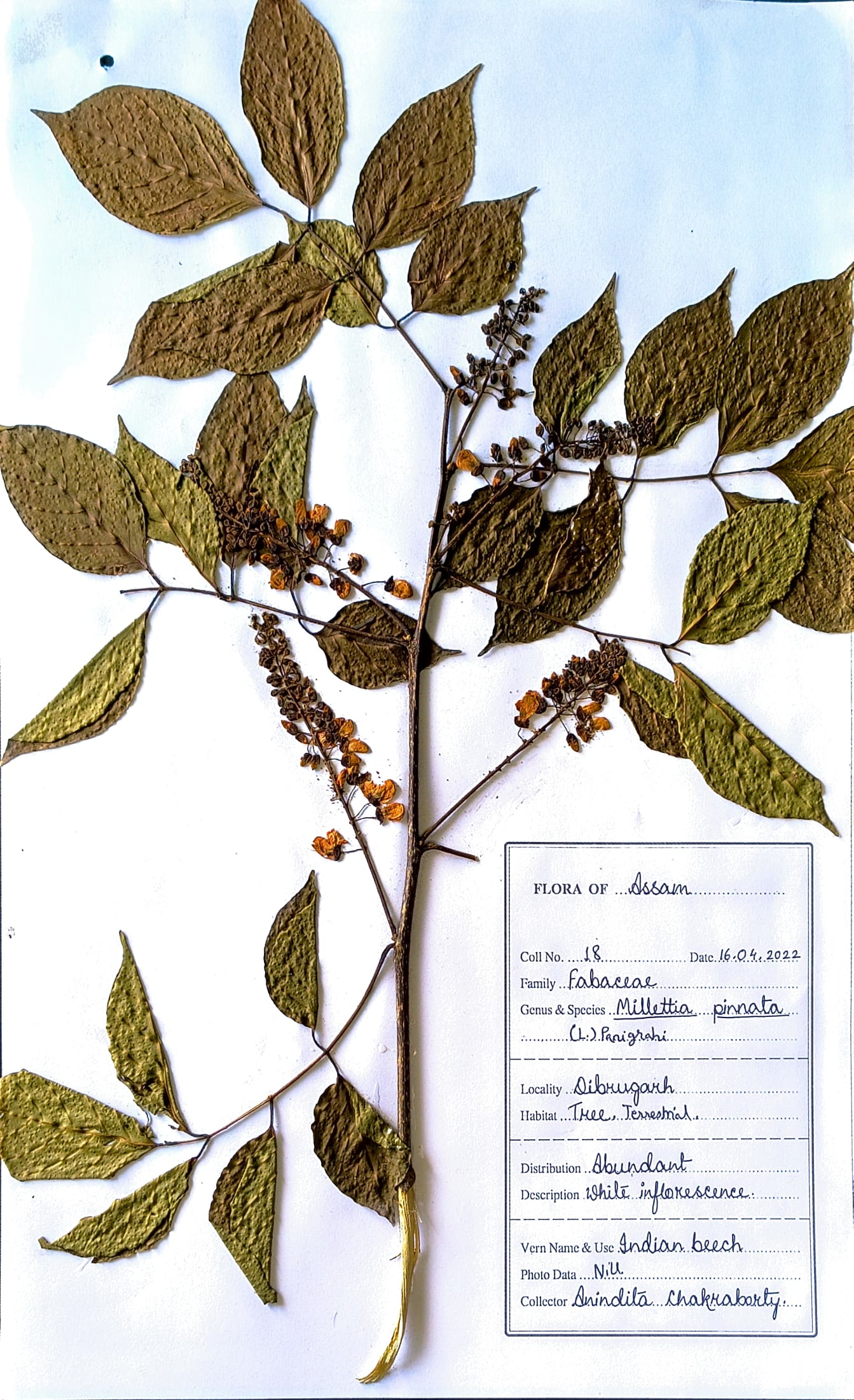 Karach (Ass.) (Herbarium)